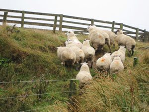 車が近づくと逃げていく羊たち